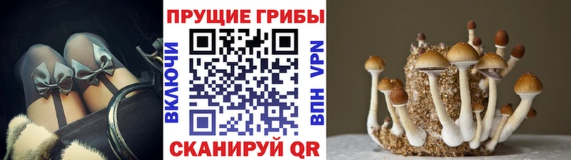 Галлюциногенные грибы MAGIC MUSHROOMS  Торопец 